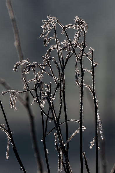 DSC_3599.jpg