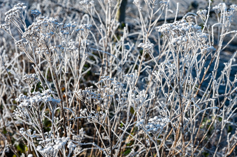 DSC_3627.jpg