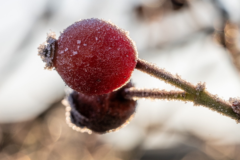 DSC_3562.jpg