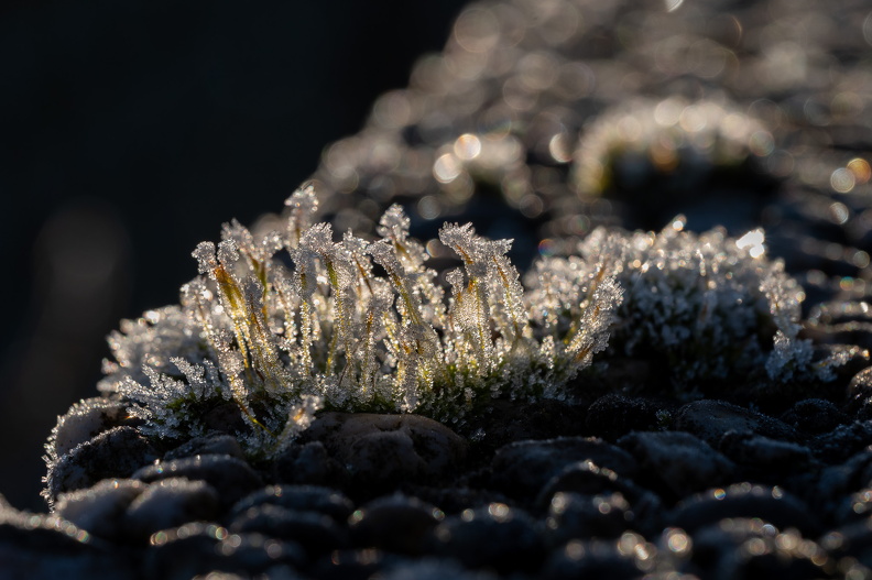 DSC_3572.jpg
