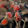 DSC 3573